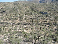 129 Saguaro National Park